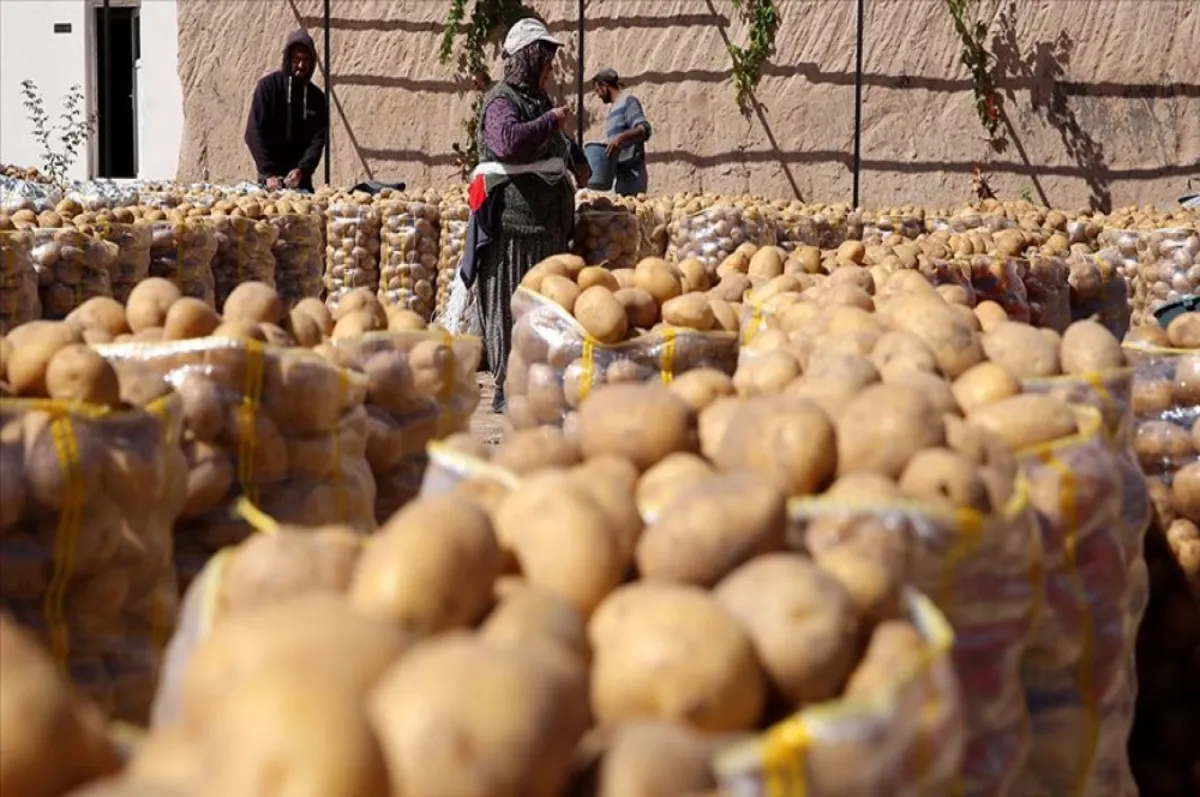 SON DAKİKA: Patates ve soğan için yeni standartlar belirlendi! Resmi Gazete'de yayımlandı