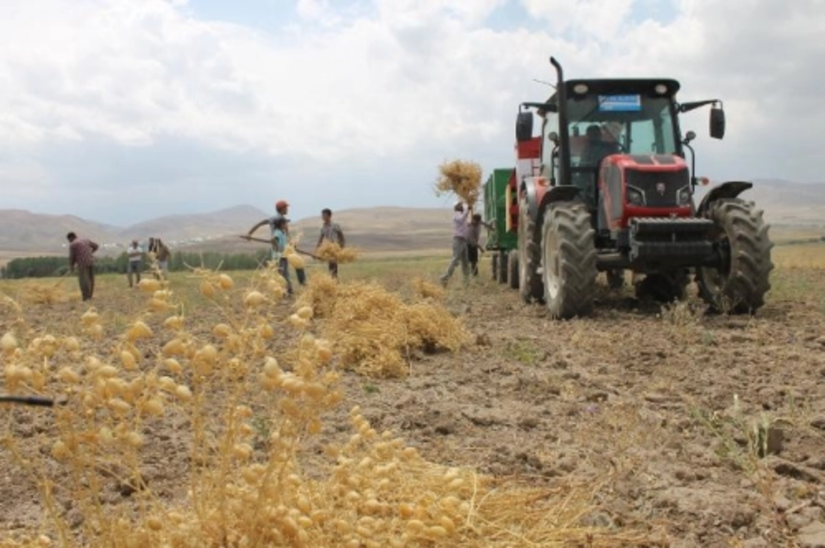 Tarım ÜFE mayısta aylık bazda yüzde 0,43 azalırken yıllık bazda yüzde 20,2 arttı