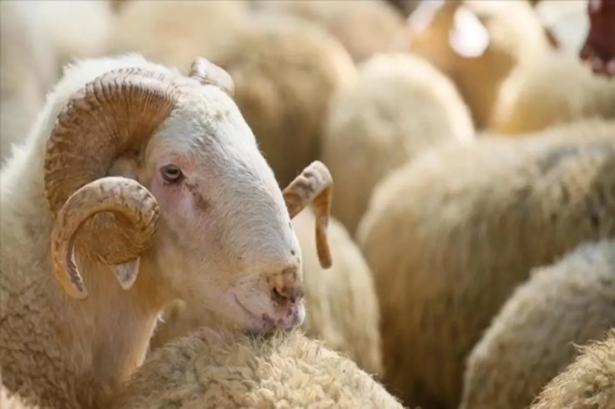 Kurban satış ve kesim yerlerinde Kovid-19 tedbirleri uygulanacak