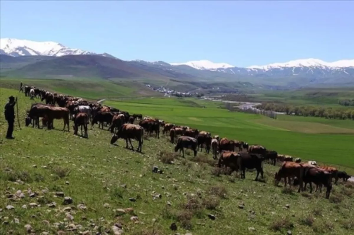 Tarım Kredi'den üreticilere 'faizsiz yem kredisi'