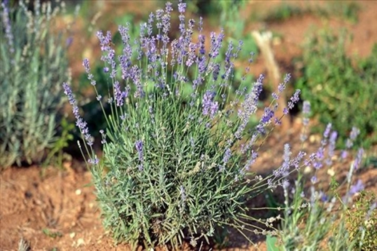 Türkiye'de tıbbi, aromatik bitki üretimi ve ihracatı artıyor