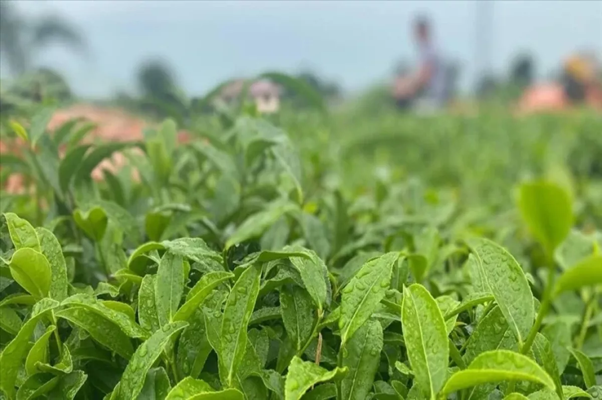 ÇAYKUR, 2023 yılı yaş çay sezonunu açtı