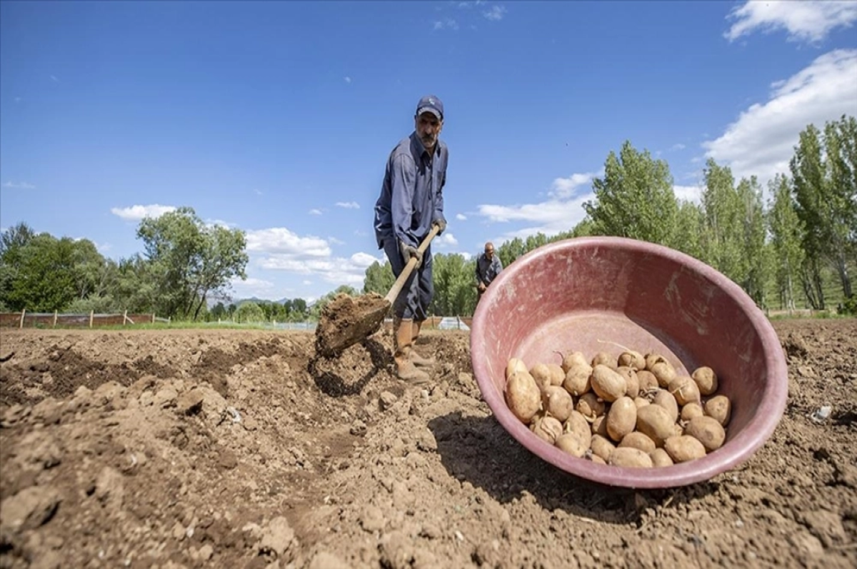 Tunceli'nin köylerinde üreticiler patates ekim mesaisinde