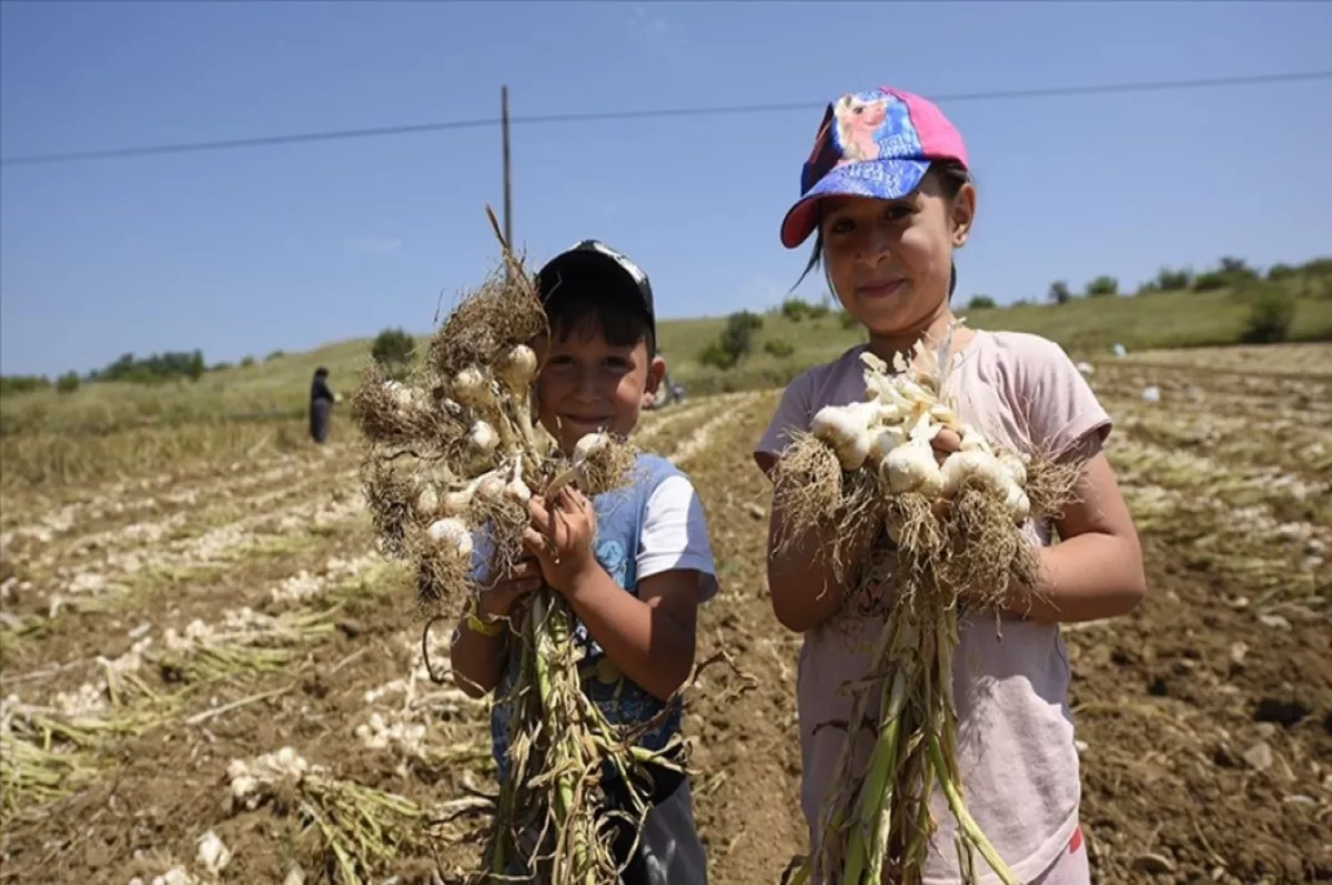 Taşköprü sarımsağında rekolte beklentisi 25 bin ton