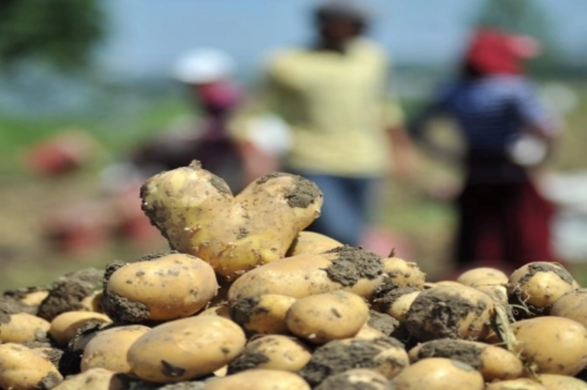 Soğan ve patates ihracatında ön izin şartı kalktı