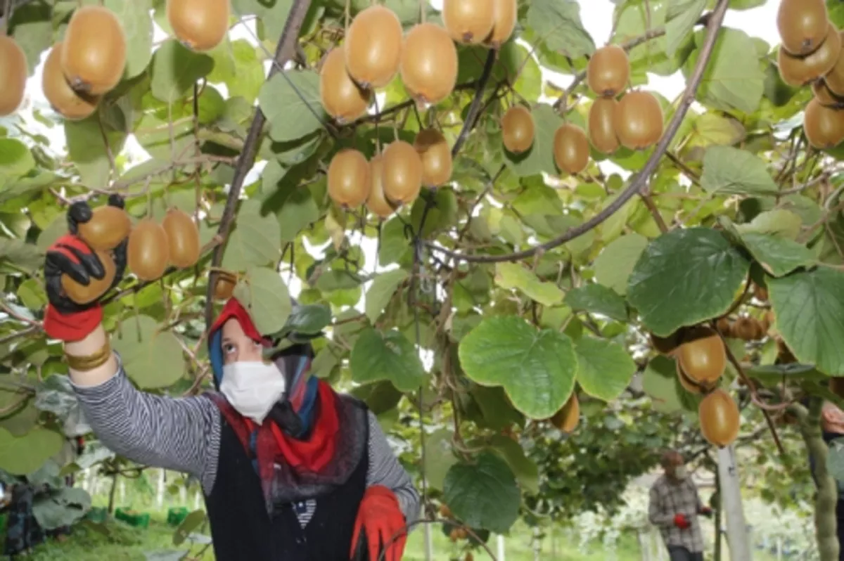 Kırsal kalkınmaya 261 milyon liralık hibe