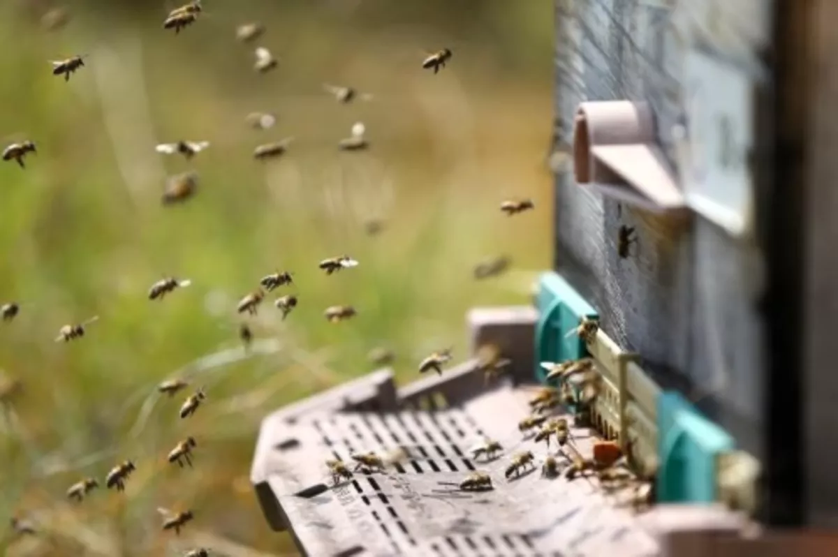 Arıcılar desteklenirse tüm dünyaya yetecek propolis üretilebilir