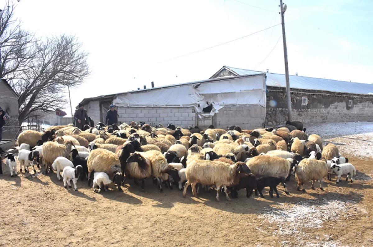 Veterinerin tavsiyesine uydu: Kuzu sayısını artırdı