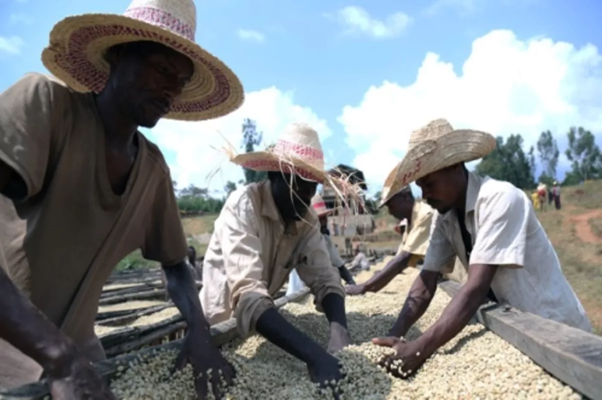 54 ülkeli Afrika’da bu sektörlerde iş var