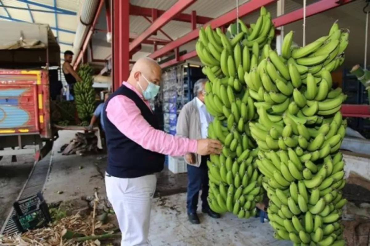 Alanya muzu coğrafi işaretle tescillendi