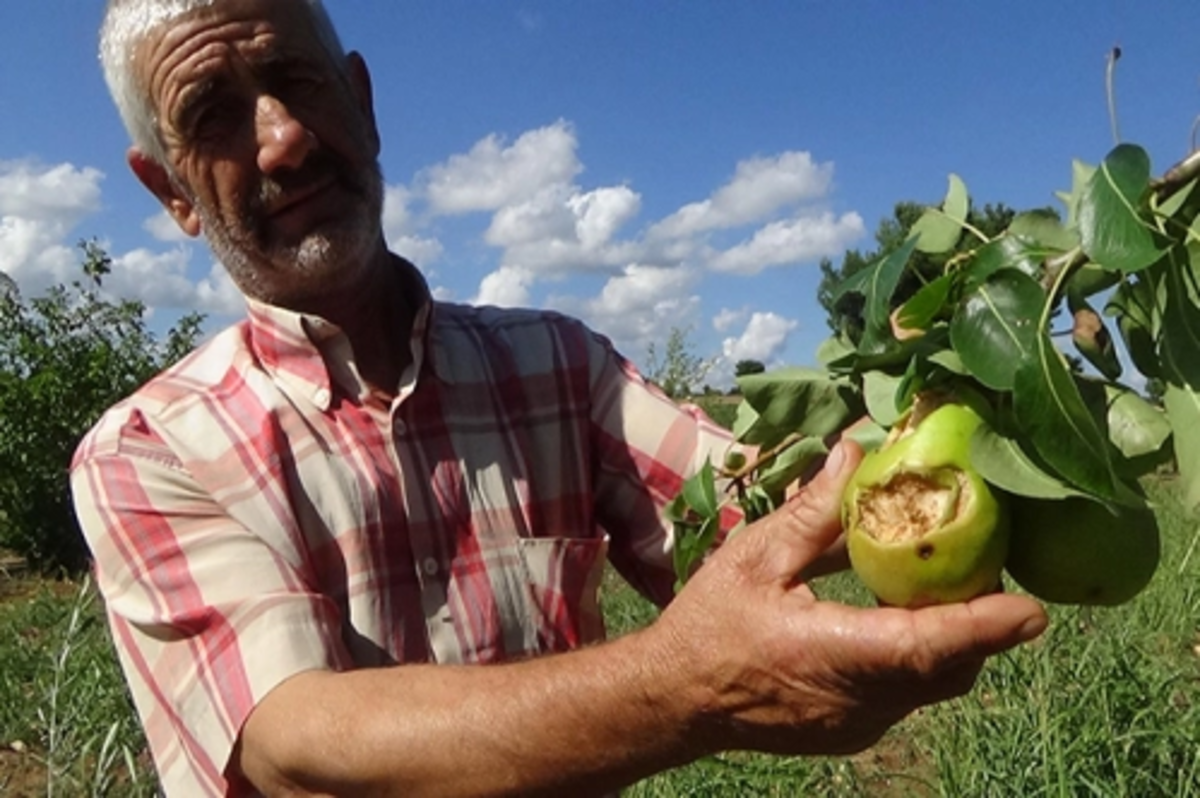 Don ve dolu, tarımda sigortaya yöneltti