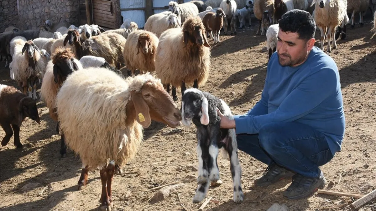 Depremzede yetiştiriciler devlet desteğiyle hayvancılığı sürdürdü