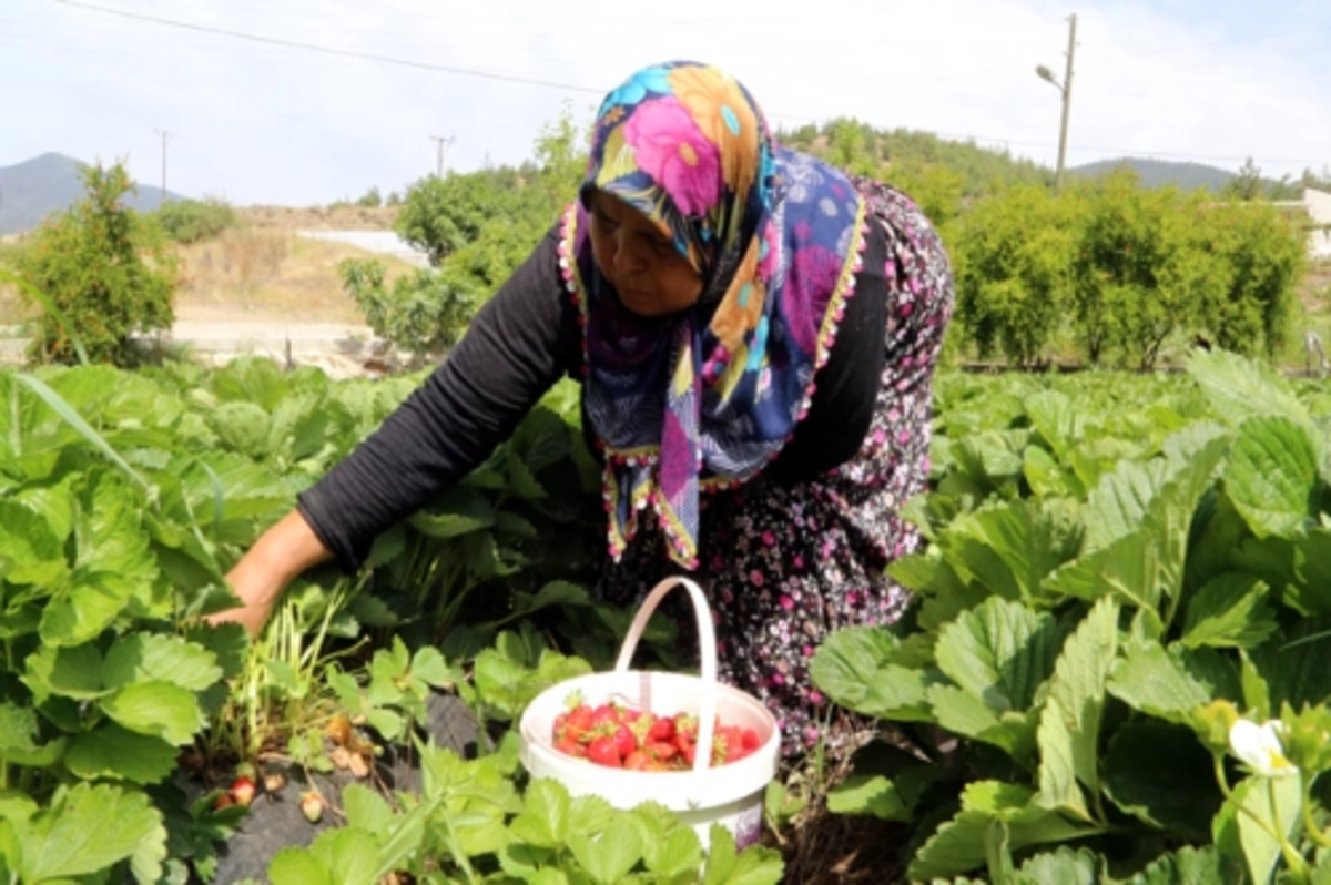 Çilek üretimini 6’ya katladı