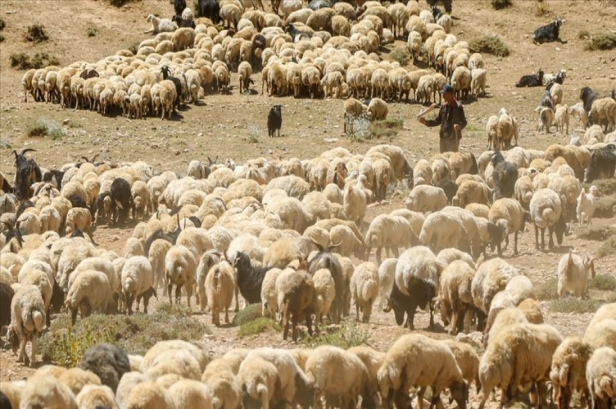 Aşırı sıcaklar küçükbaş hayvancılığı olumsuz etkiliyor