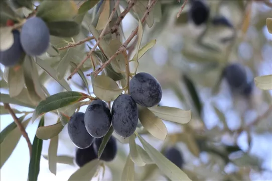 Tekirdağ'da zeytin hasadı sürüyor: 15 bin ton rekolte bekleniyor