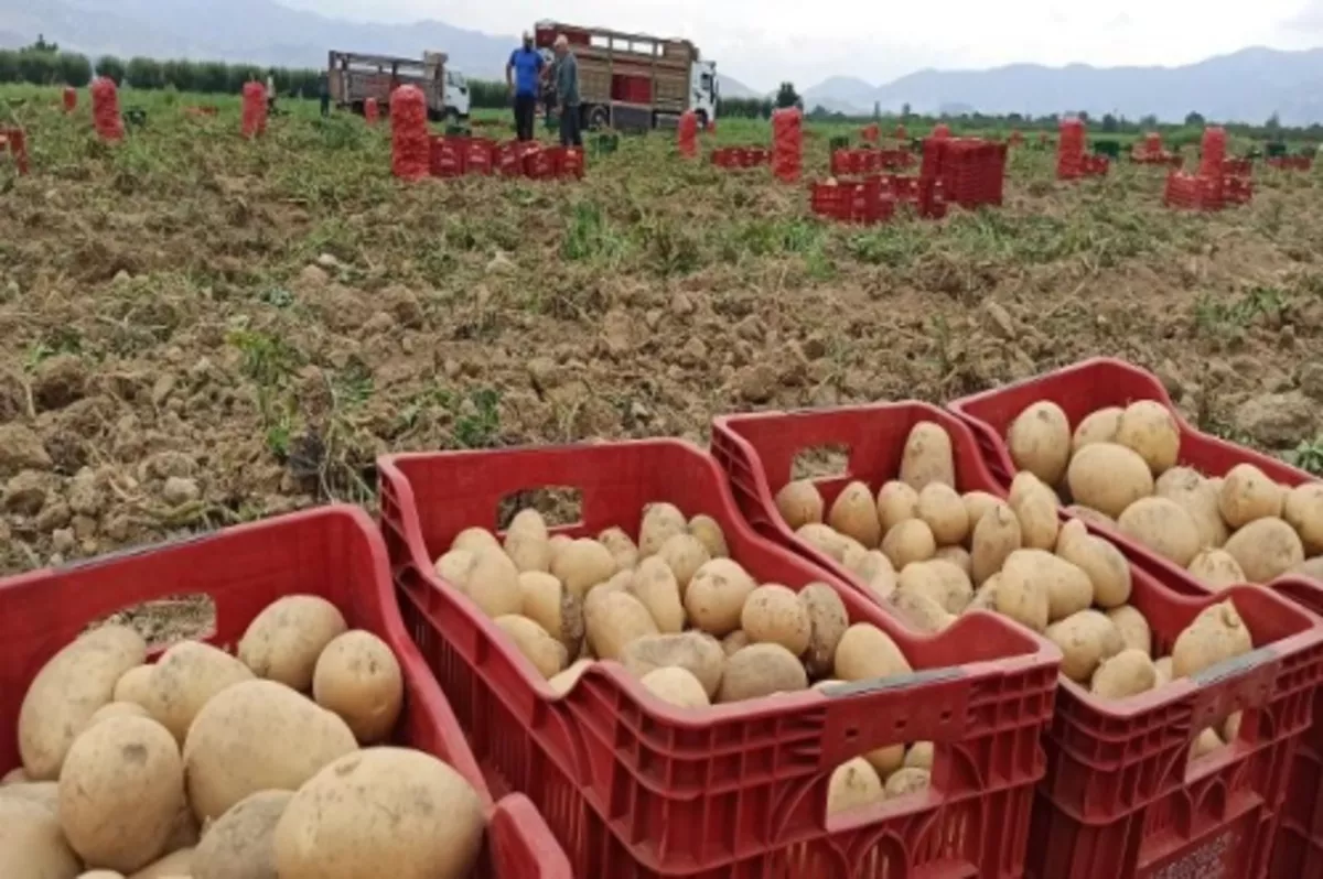 Mayısta fiyatı en fazla artan ürün patates, en çok düşen ise sivri biber oldu