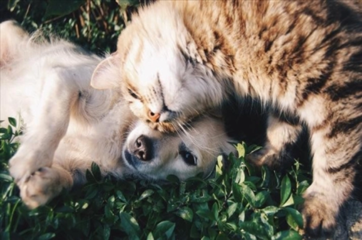 Sahipli kedi ve köpeklerin kimliklendirilmesi zorunlu olacak