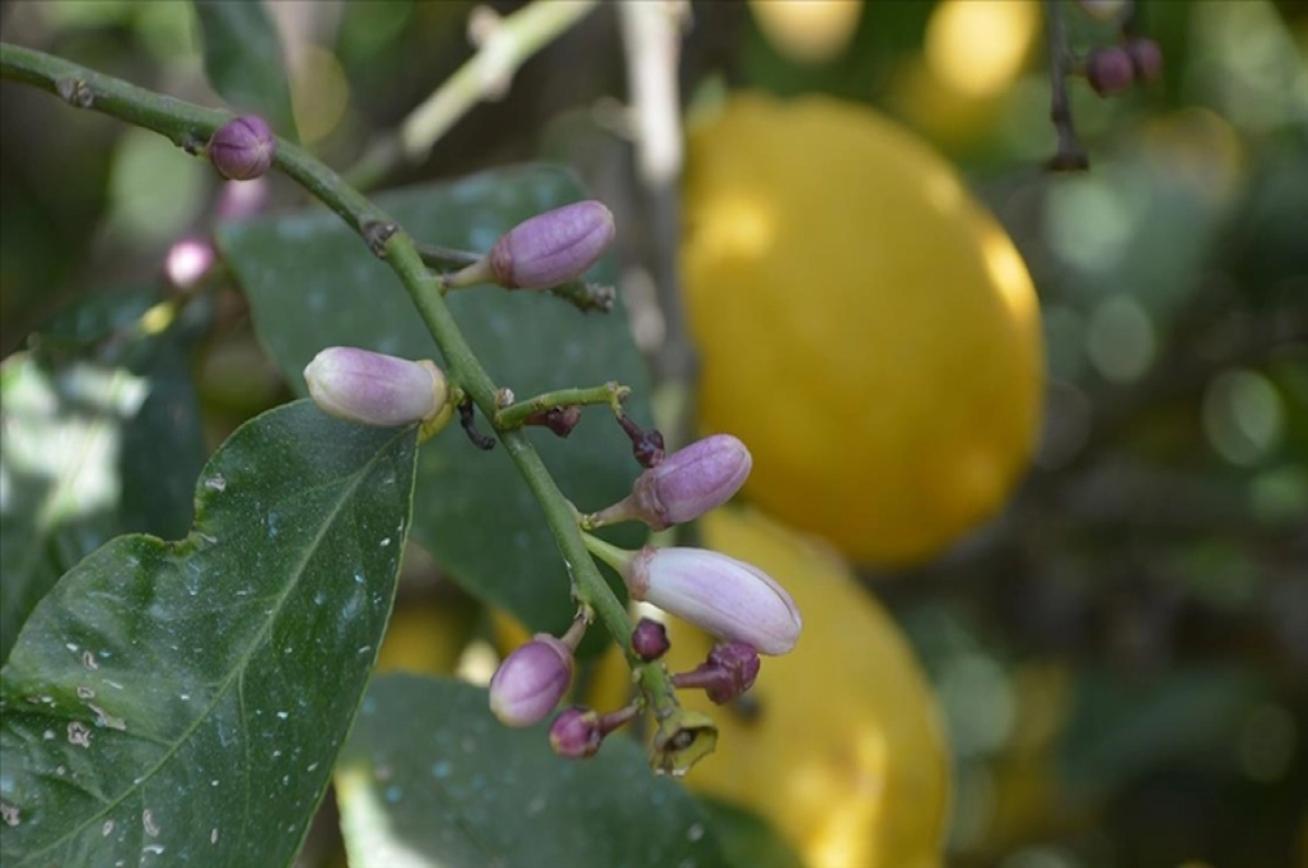 Hatay'da dalında kalan limonların toplanması çağrısı