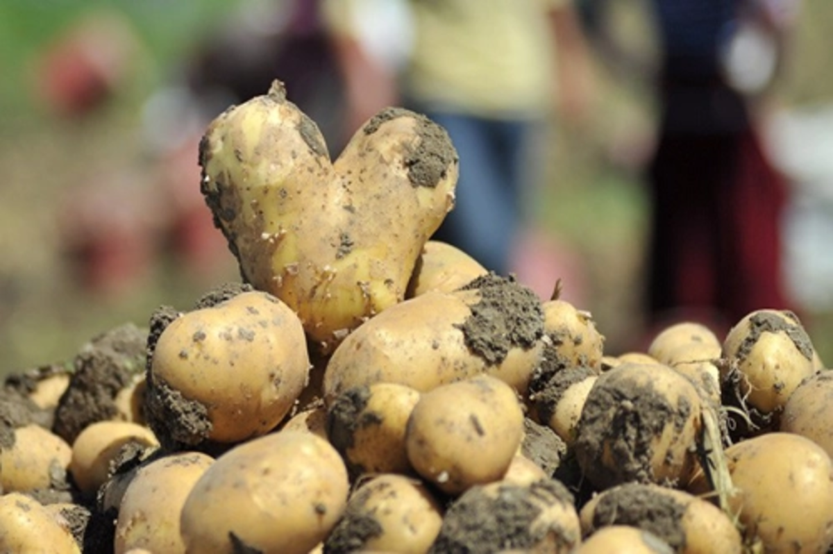 Kuru soğan ve patates ihracatı ön izne bağlandı