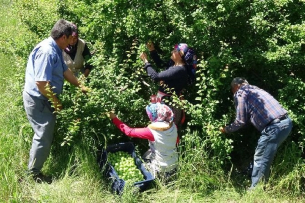 Tarım ÜFE şubatta aylık yüzde 13,74, yıllık yüzde 68,49 arttı