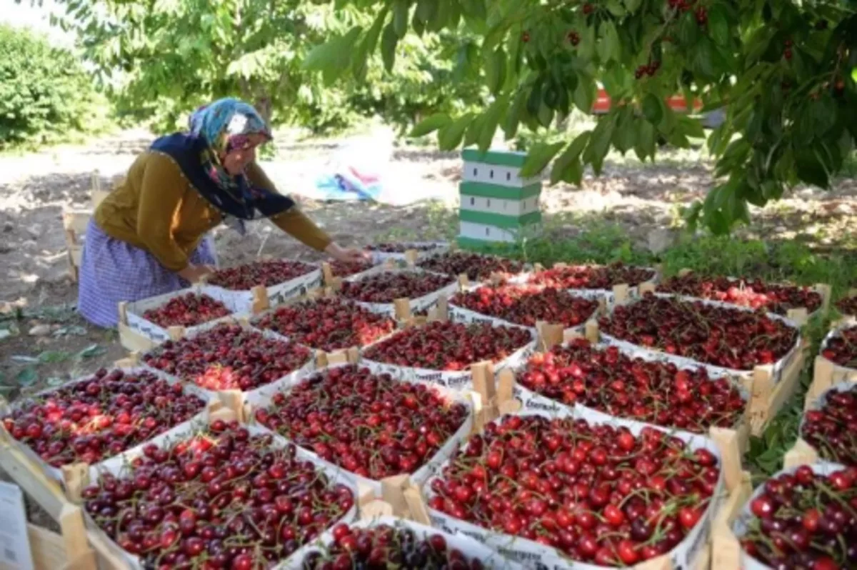 Kirazda sezon bitmeden rekor geldi