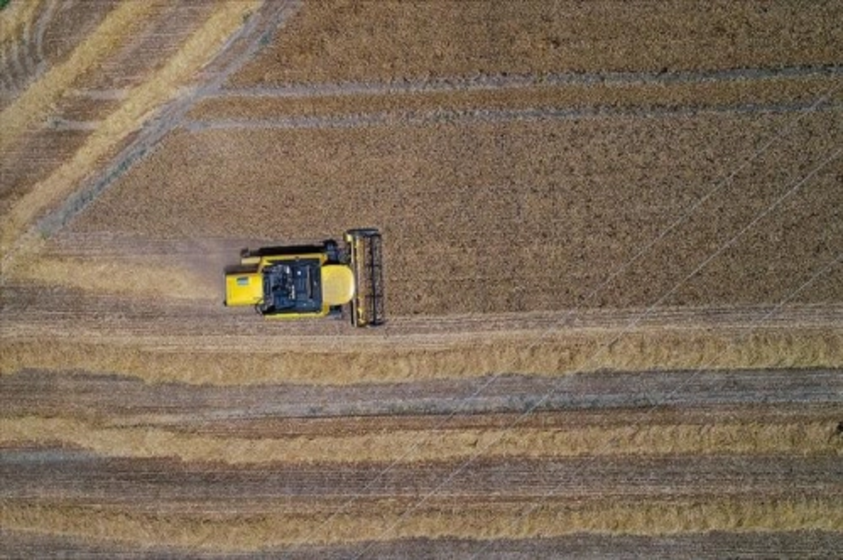 Küresel gıda fiyatları Temmuz 2014'ten beri en yüksek seviyesinde