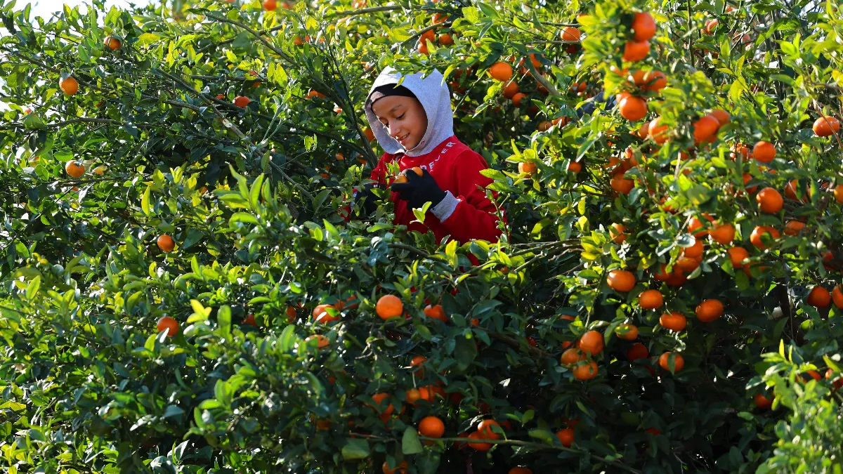 Geçen yıl mandalina fiyatı en fazla artan ürün oldu: Yüzde 327 arttı