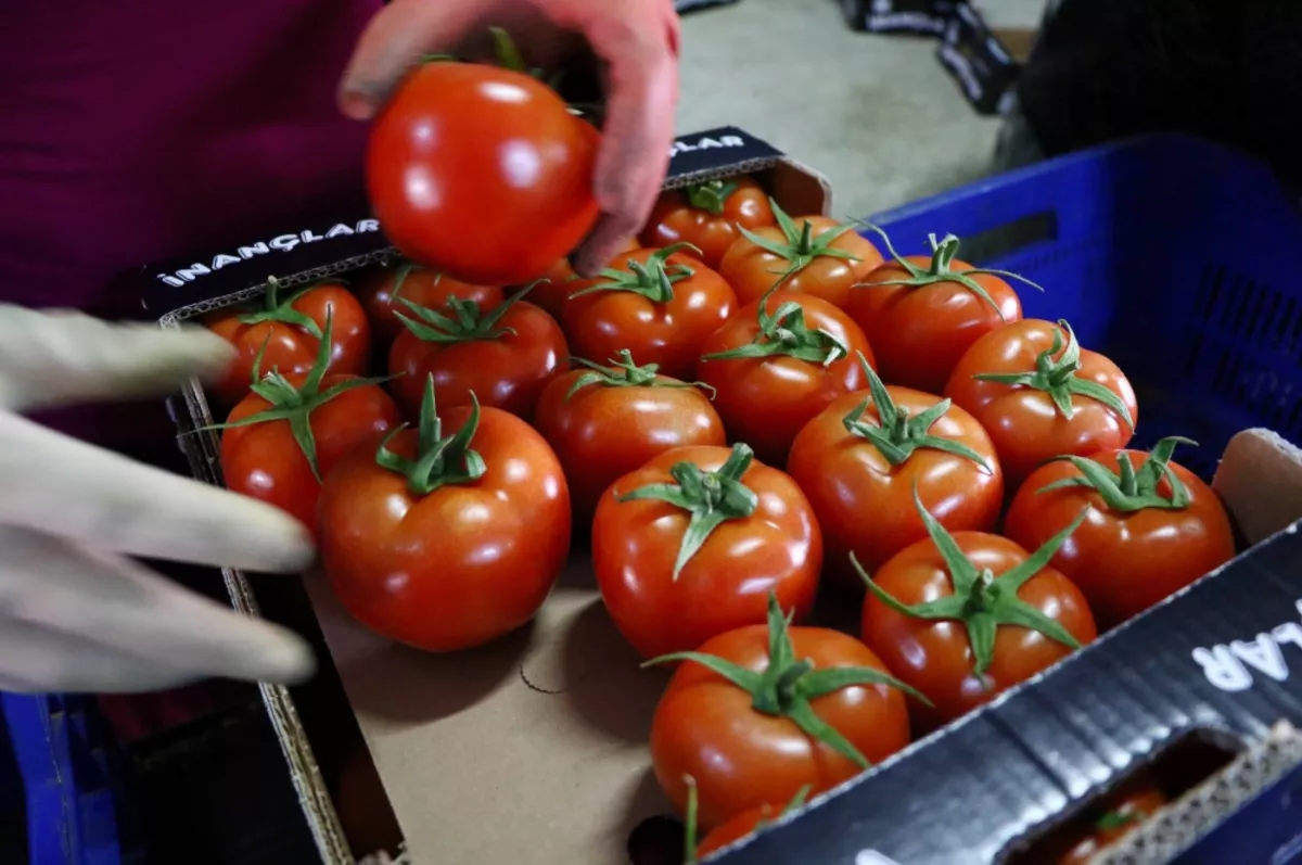 Tarım, gıda ve içecek sektörü 3.2 milyar dolar dış ticaret fazlası verdi