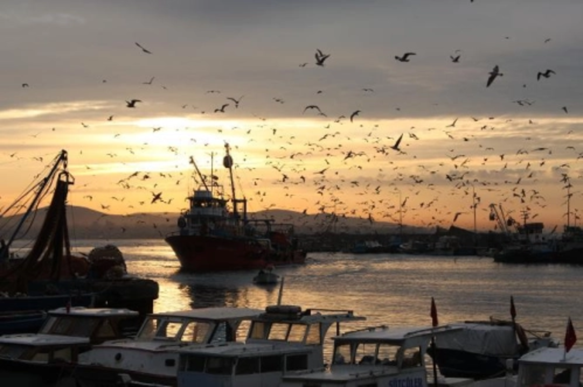 Hamsi avcılığı için kısmi durdurma kararı 28 Ocak'a kadar uzatıldı