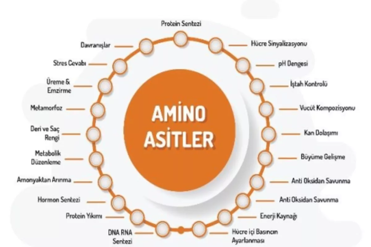 Covid-19’a amino asit gıda tedavisi