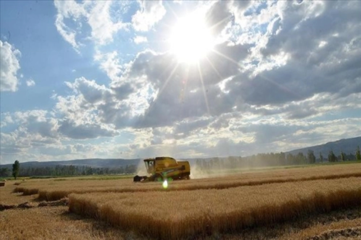 Buğdayda bu yıl 17,5 milyon ton rekolte bekleniyor