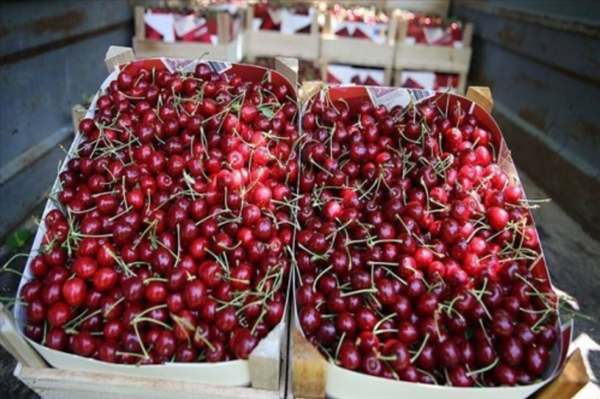 Geyve kirazında bu sezon 10 bin ton rekolte bekleniyor