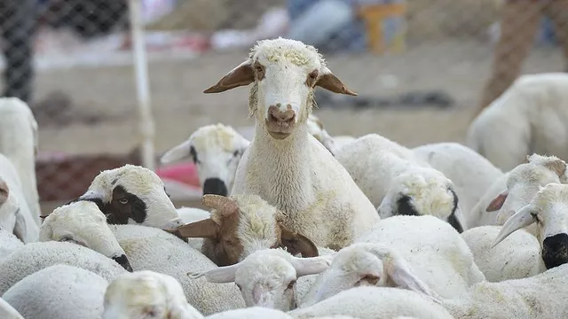 Veteriner tıbbi ürünlerin satışına ilişkin düzenleme