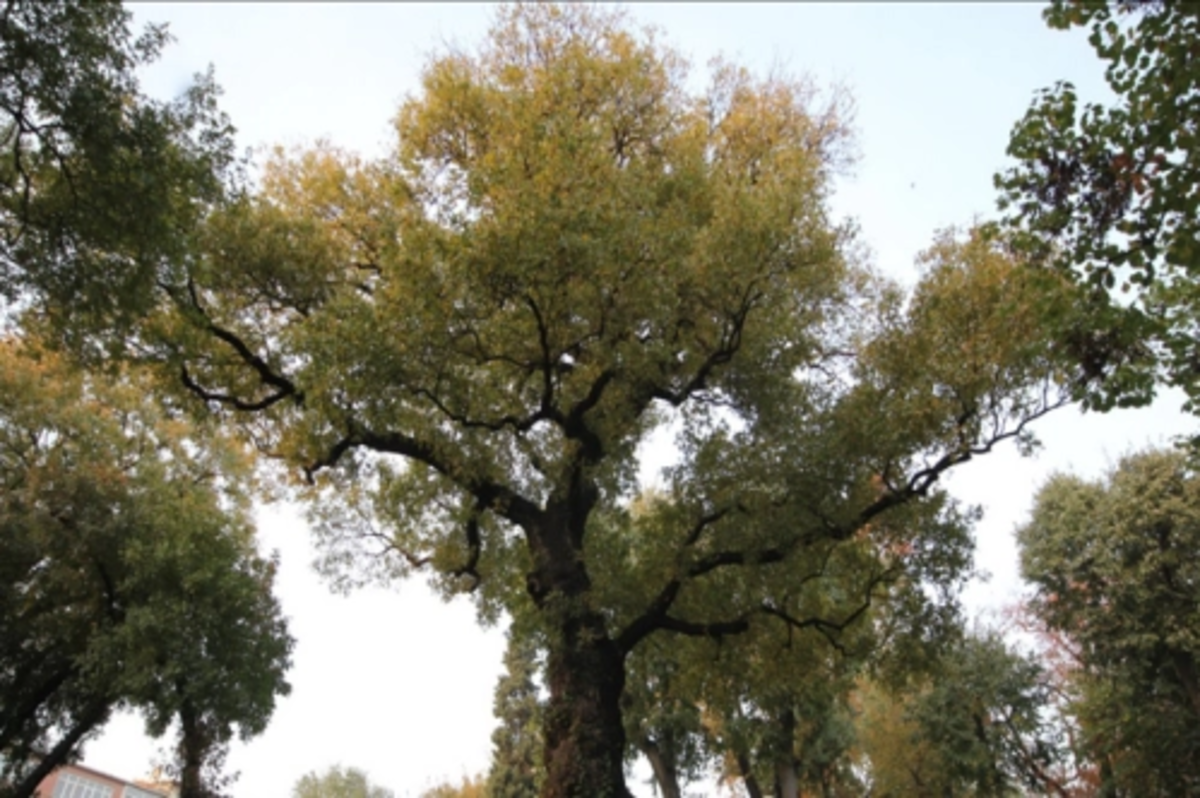 Ancient city's ageless trees