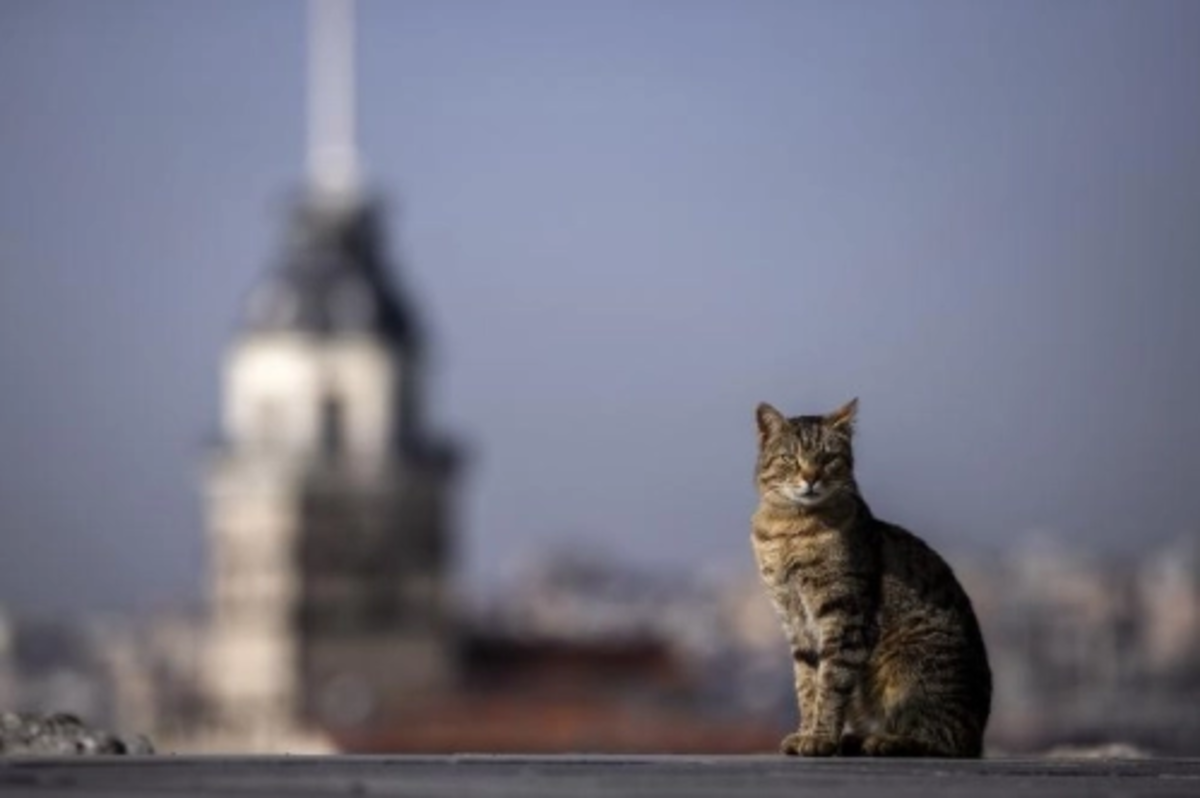 Avrupa kedi başkenti: İstanbul