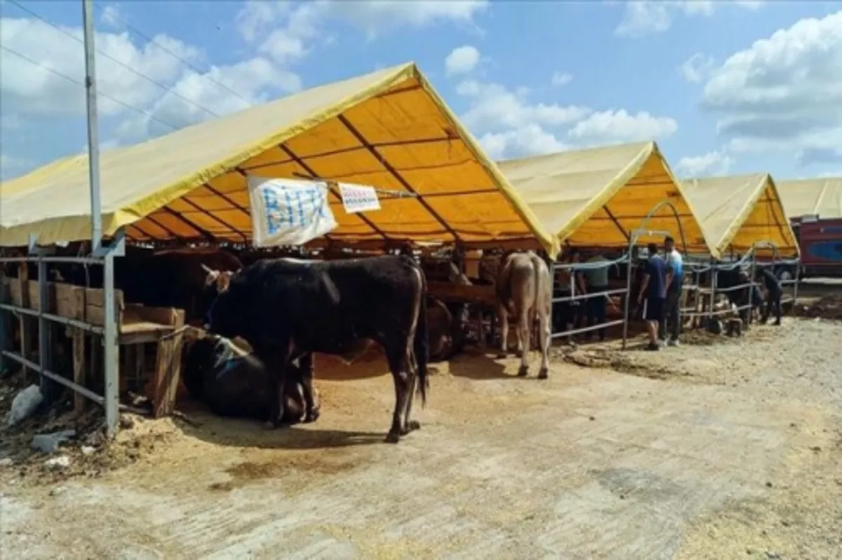 ESK yetiştiricilerin satılamayan kurbanlıklarını alacak