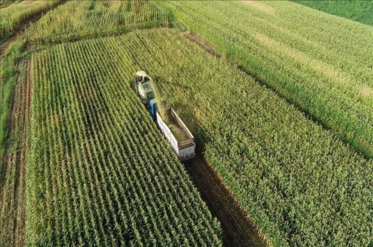 Tarım ÜFE mayısta aylık bazda yüzde 2.14, yıllık yüzde 50.79 arttı