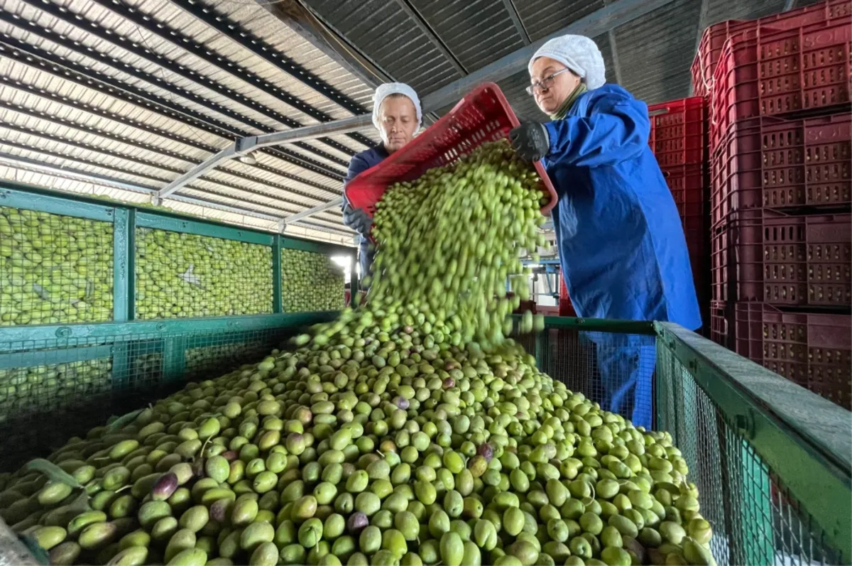 Zeytinde bereket zeytinyağında ihracat yılı