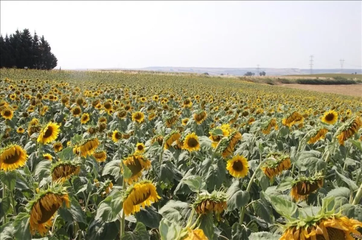 Ayçiçeği tohumu ve ayçiçeği yağında düşürülen gümrük vergisinin süresi uzatıldı