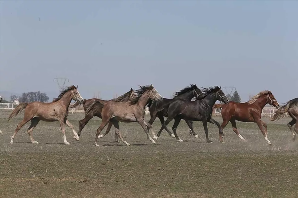 TİGEM'in 2024 yılı safkan Arap tay satış tarihleri belirlendi