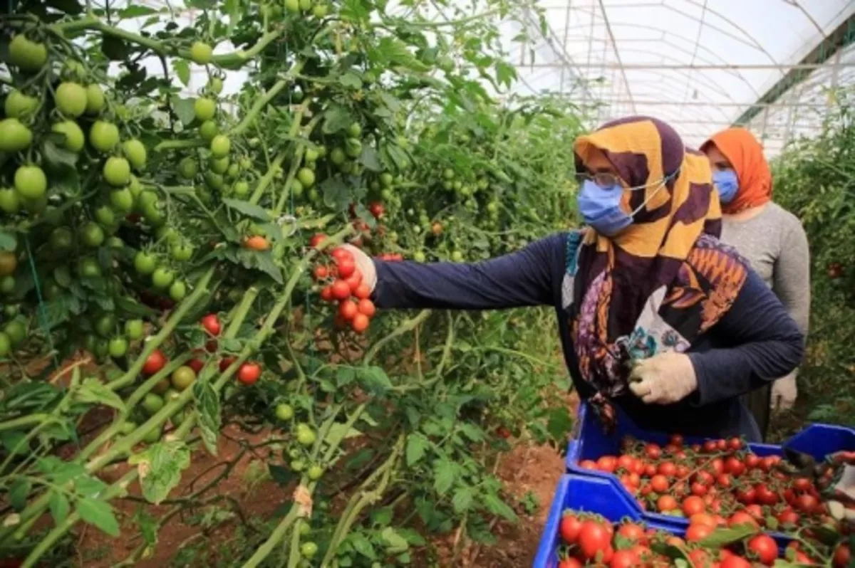 Antalya'da sera üreticileri zorlu mesailerini ramazanda da sürdürüyor