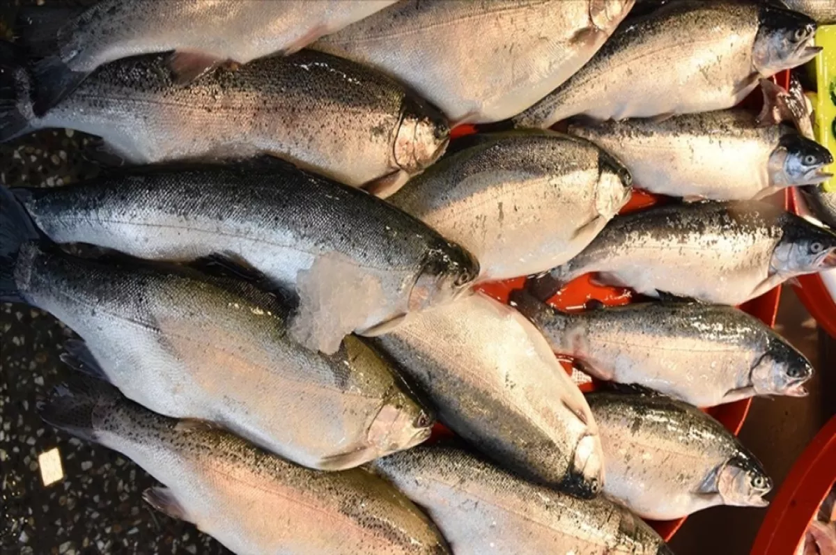 Doğu Karadeniz'in 4 aylık Türk somonu ihracatı yüzde 56 arttı