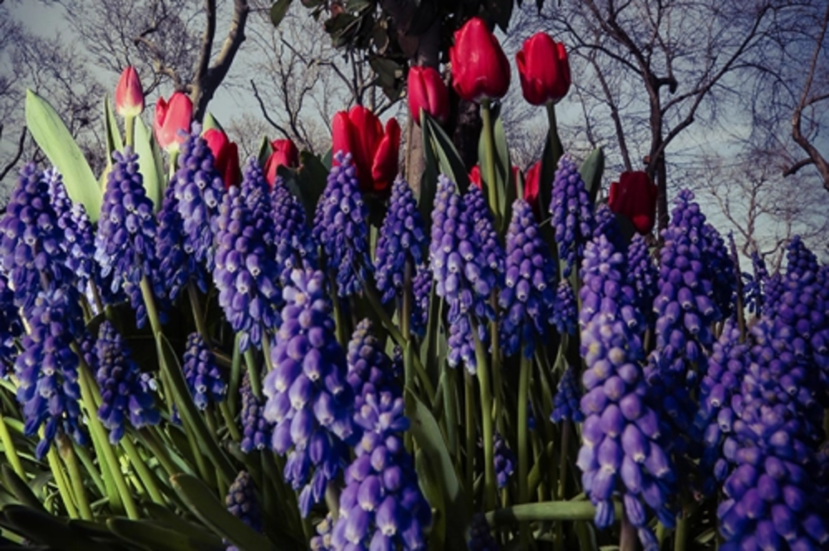 The city where flowers blossom every season ISTANBUL