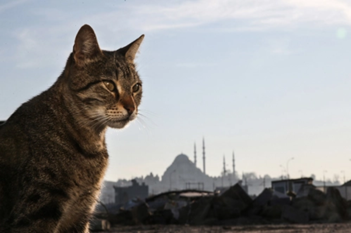 Istanbul’s famous locals: CATS