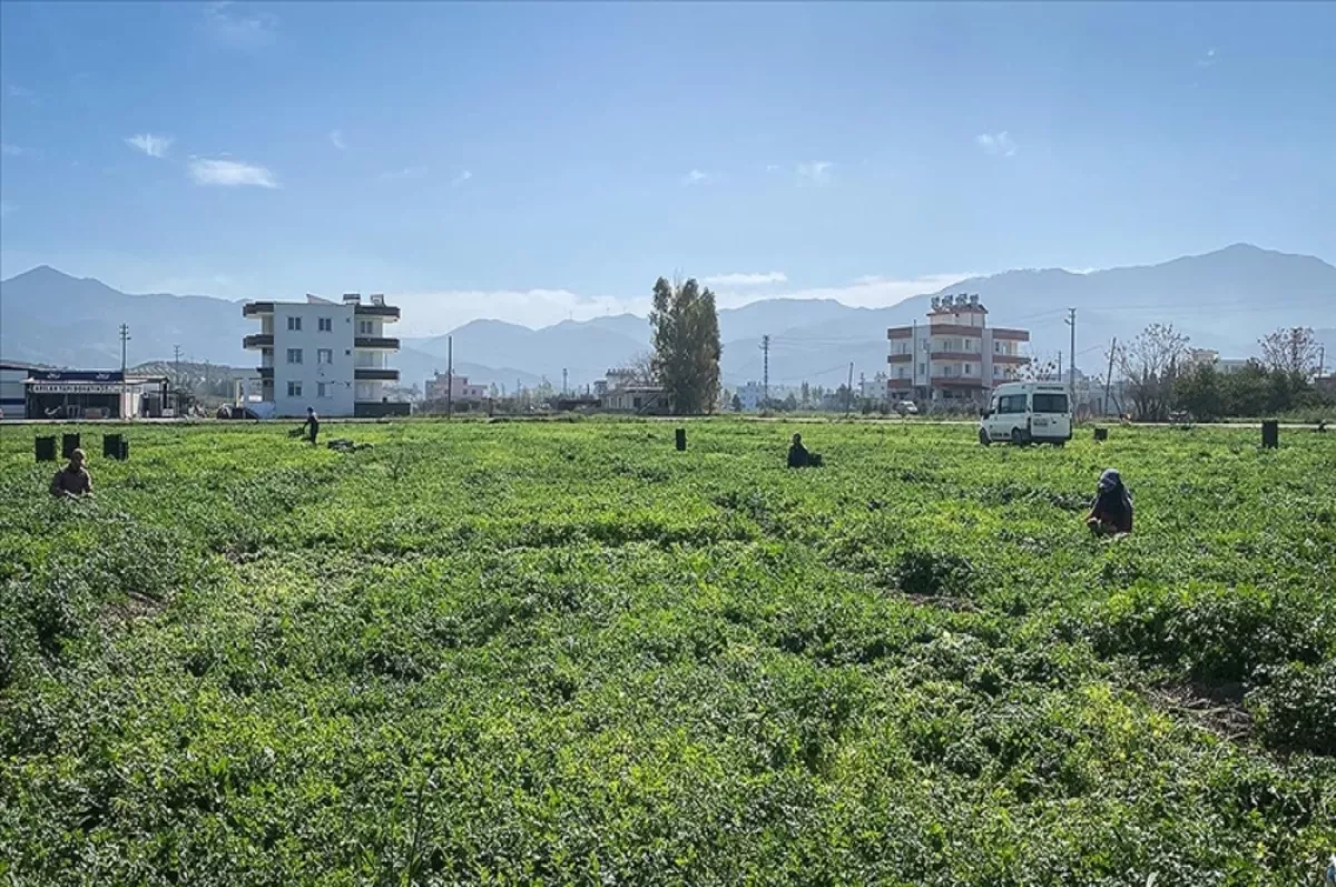 Depremzede çiftçilere 5 milyar liralık destek sağlandı