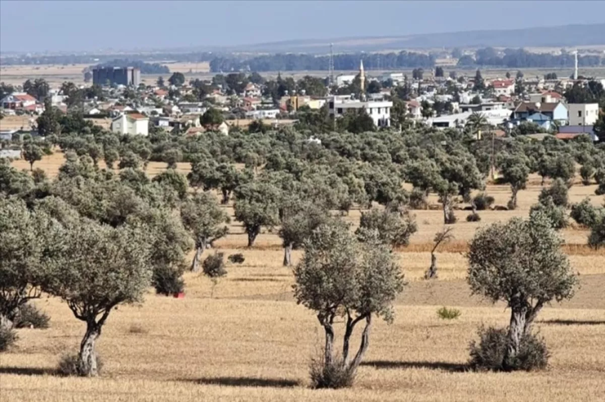 KKTC'de ilk kez bir zeytin türü "Ada Yerlisi" adıyla tescil edildi