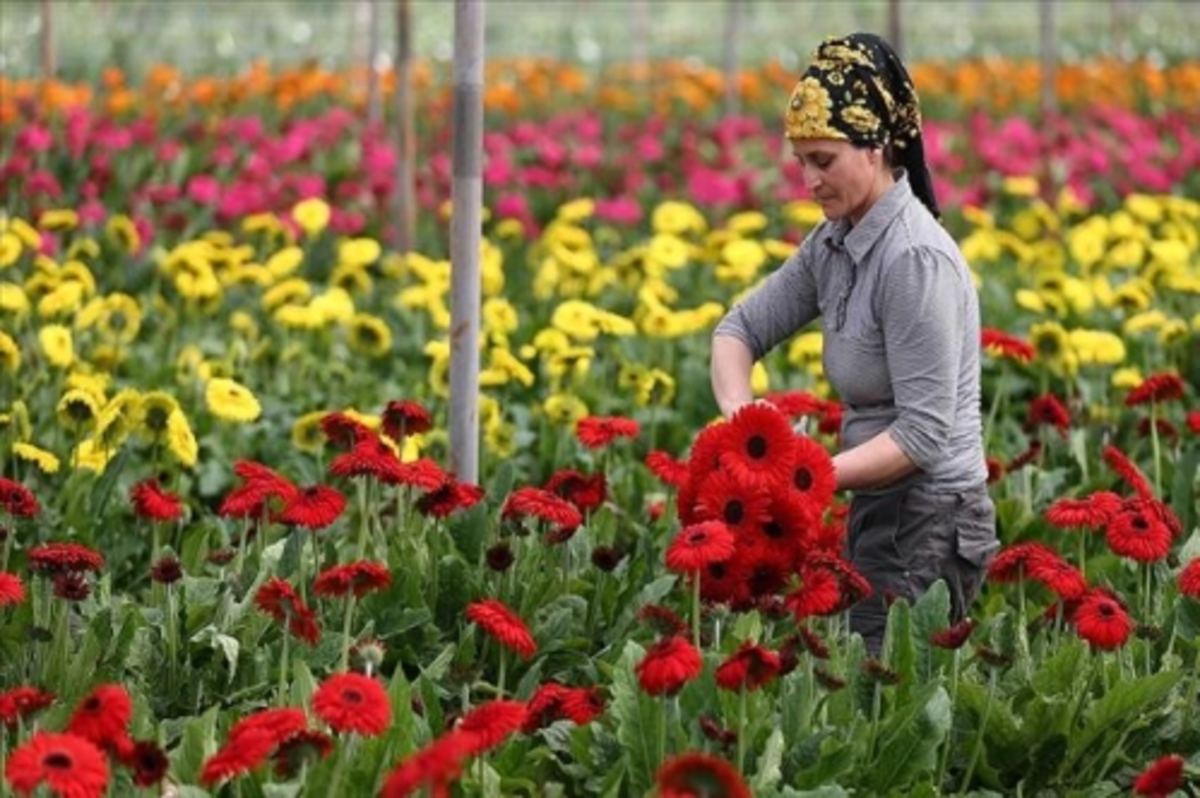 Türkiye'nin tarım ihracatı bu yıl aylık bazda 2 milyar doların altına düşmedi