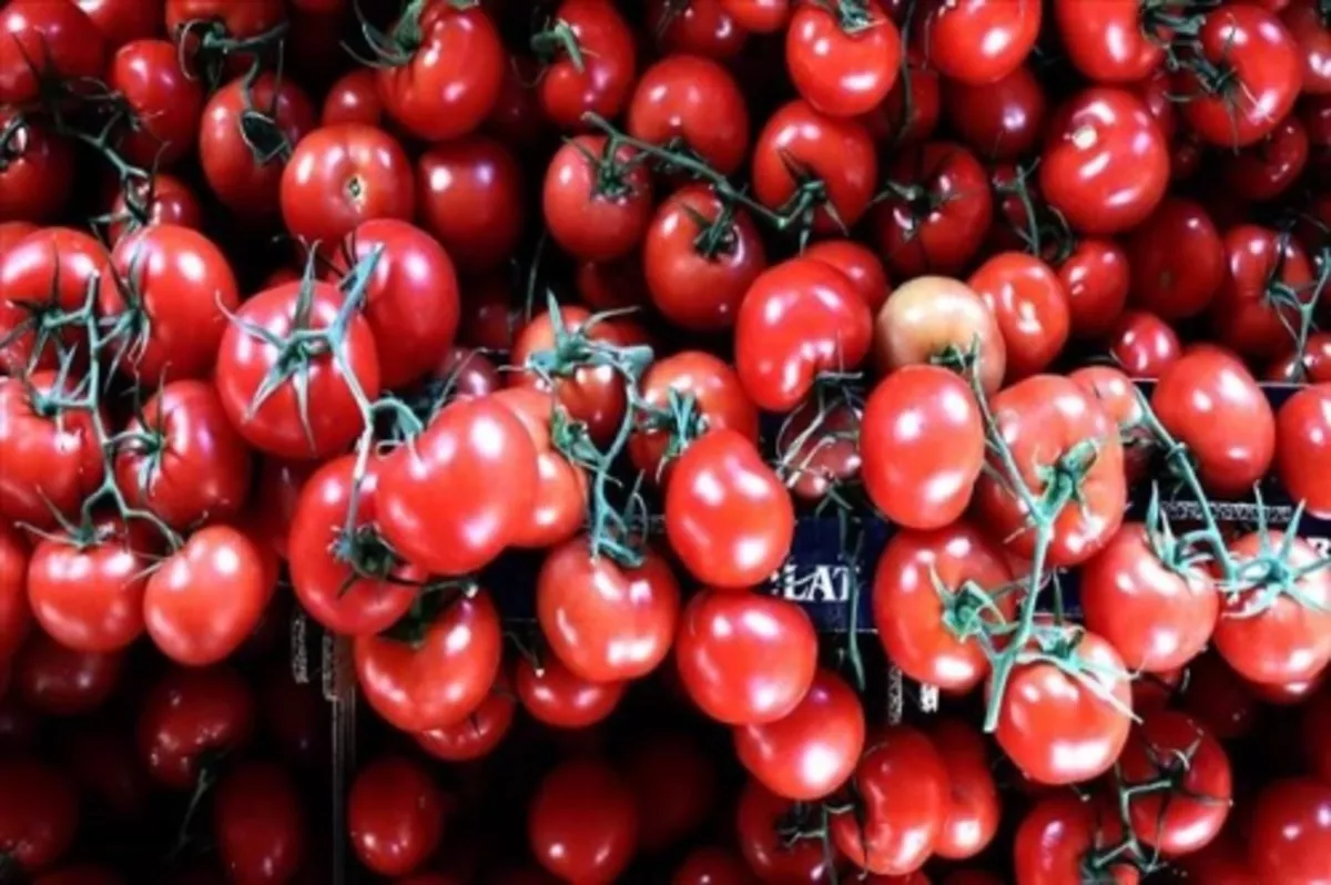 11 aylık yaş meyve sebze ihracatının 5'te 1'ini üzüm ve domates oluşturdu