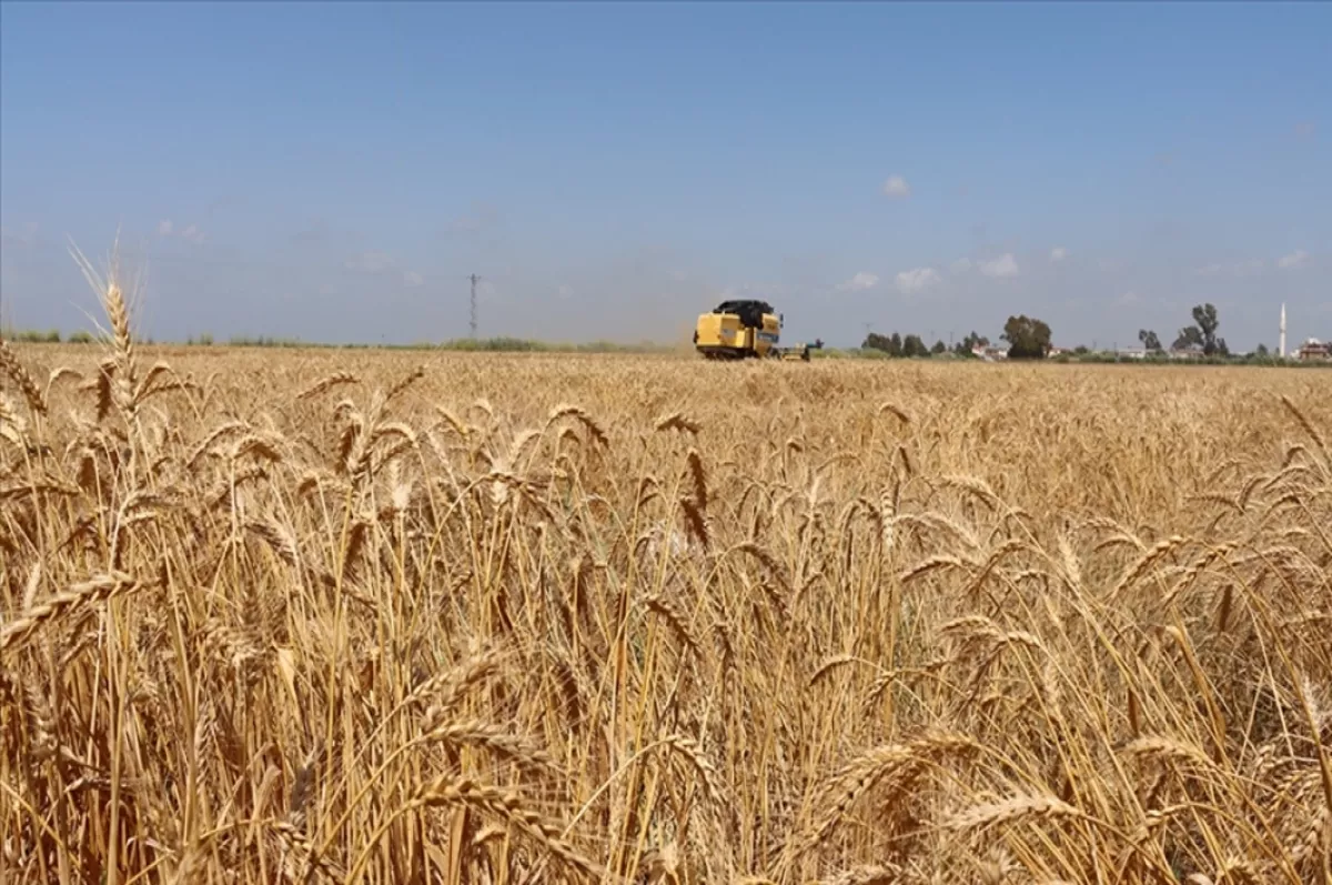 78.8 milyon liralık tarımsal destekleme ödemeleri bugün yapılıyor