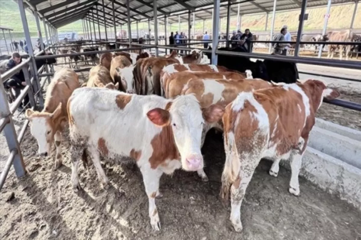 Kurban kesimi ve hareketliliklerinde uyulması gereken kurallar belirlendi